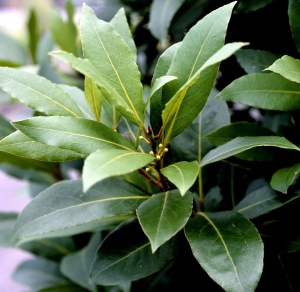 Floare terasă/balcon - Laurus nobilis (Dafin comestibil) – Pomișor – Ghiveci 5L - Aqua Flowers - Img 2