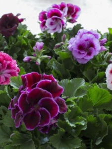 Floare terasă/balcon - Mușcată englezească - Img 3