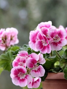 Floare terasă/balcon - Muscate drepte - Img 1