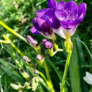 Frezie Double Purple – pachet 10 bulbi