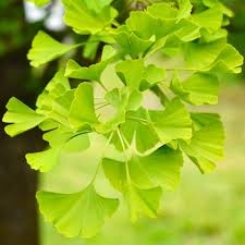 Ginkgo Biloba - Ghiveci 3L - 50 - 60 cm - Img 2