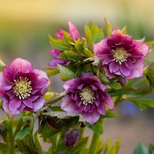 Helleborus - Spânz - Double Pink Nova Viv – Pachet 1 Rădăcină - Img 2