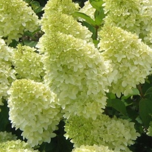 Hortensia Paniculata - Limelight - Ghiveci 2L