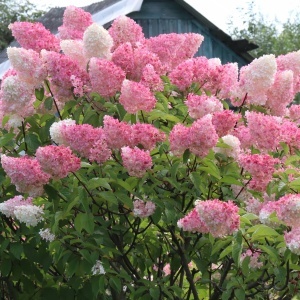Hortensia Paniculata - Strawberry Pink - Ghiveci 2L - Img 2