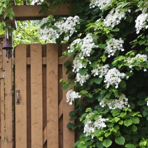 Hortensie cataratoare - Petiolaris - Ghiveci 3L