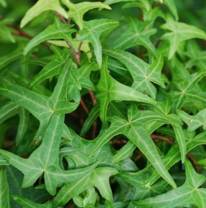 Iedera Ramificata Hedera Sagittifolia - Ghiveci P12 - Img 2