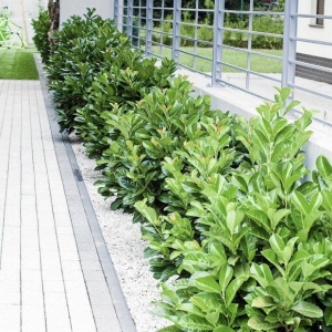 Laur Englezesc - Vesnic verde - Ghiveci 5L