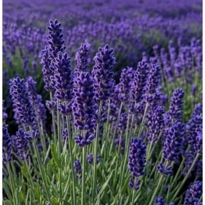 Lavandă Munstead (Lavandula angustifolia) – Rădăcină Ambalată