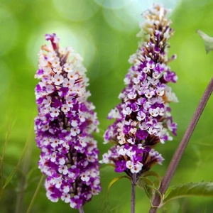 Liliac de Vara – Buddleja davidii Berries and Cream – Ghiveci - H 60 - 70 cm - Img 2