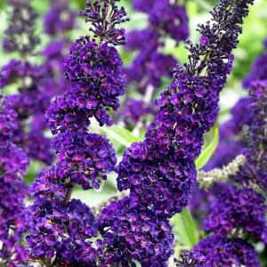 Liliac de Vara – Buddleja davidii Black Knight - Ghiveci - H 60 - 70 cm