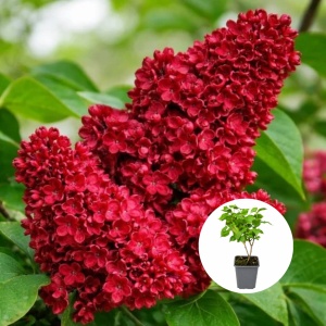 Liliac Dublu Rosu Syringa - Ghiveci P9