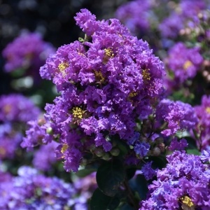 Liliac Indian – Purple Magic – Ghiveci 5L - H 40 - 50 cm - Img 2
