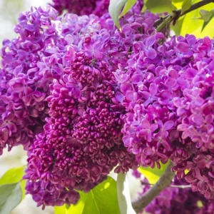 Liliac Syringa - Charles Joy - Ghiveci 2L