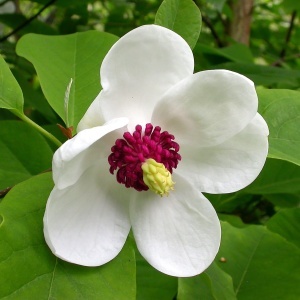 Magnolia Sieboldii - Ghiveci 3L - H 100 - 110 cm
