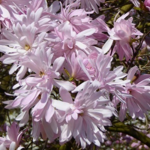 Magnolia Stellata Rosea - Ghiveci 3L - H 100 - 110 cm
