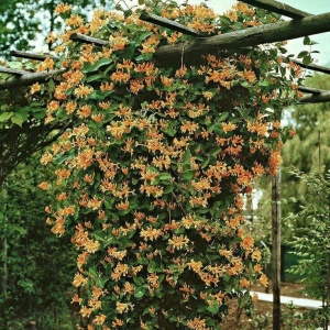 Mâna Maicii Domnului / Caprifoi Lonicera Mandarin – Ghiveci H 60 -70 cm - Img 2