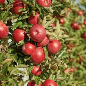 Măr Idared - Anul 2-3 - Înălţime la livrare 170-190 cm