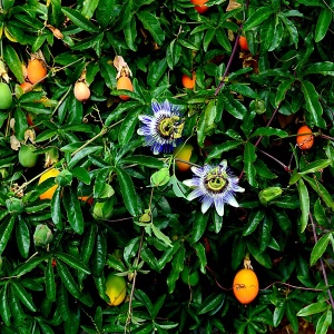 Maracuja Passiflora edulis - Floarea pasiunii (fructe comestibile) - Ghiveci H 70-90 cm - Img 3