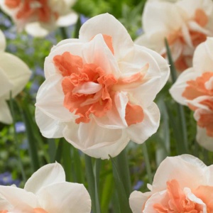 Narcise Duble - Replete – Pachet 3 bulbi