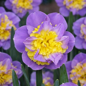 Narcise Duble - Royal Amethyst Flame – Pachet 3 bulbi