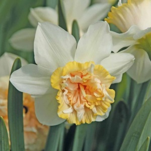 Narcise - Petit Four – Pachet 3 bulbi