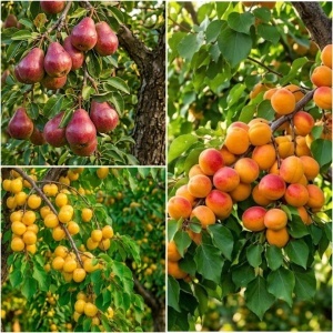Pachet Promo 3 Pomi Fructiferi – Cais Prunus Armeniaca, Cires Galben, Par Williams Rosu - Radacina Ambalata