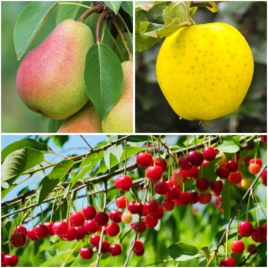 Pachet Promo 9 Pomi Fructiferi – 3 x Par Favorita lui Clapp, 3 x Mar Golden, 3 x Visin Meteor - Radacina Ambalata