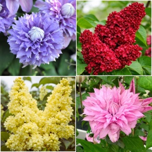 Pachet Promo Plante Ornamentale – Clematis Multi Blue, Clematis Multi Pink, Liliac Roșu, Liliac Charles Joy – Ghiveci