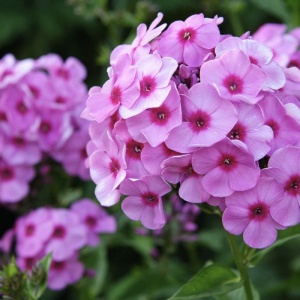Phlox - Mix Brumrele – Pachet 3 rădăcini - Img 3
