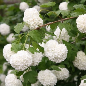 Plantă de exterior- Bulgare de zapada - Viburnum Opulus – Plantă la ghiveci 3L - Aqua Flowers - Img 3