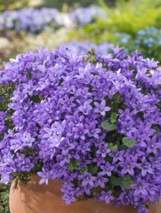 Plantă decorativă - Campanula - Img 4