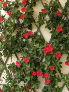 Plantă decorativă - Dipladenia - Img 2