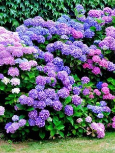 Plantă decorativă - Hortensia - Aqua Flowers - Img 3