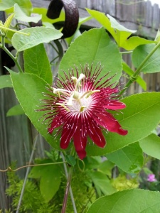 Plantă decorativă - Passiflora caerulea Alata Red - ghiveci 2L - Aqua Flowers - Img 2