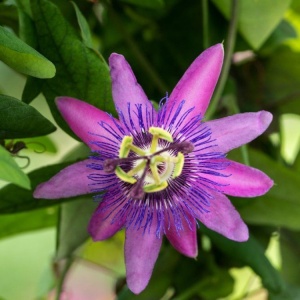 Plantă decorativă - Passiflora caerulea Lavender Lady - ghiveci