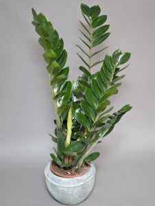 Plantă interior - Zamioculcas - Aqua Flowers - Img 3