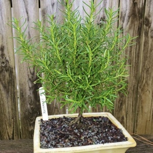 Plante aromatice - Rozmarin pomisor - Ghiveci