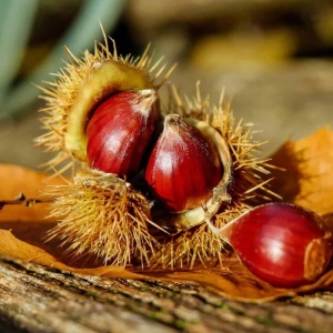 Pom fructifer-Castan Comestibil - Rădăcină Ambalată Anul 3 - H 160–180 cm - Img 2