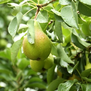Pom fructiferi-Par Cure - Anul 2-3 - H 170-190 cm