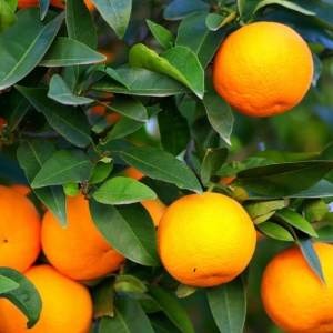 Portocal Citrus Sinensis Aclimatizat – Ghiveci – H 140–170 cm - Img 2