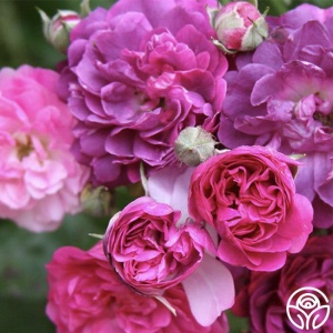 Trandafiri cățărător - Pink Purple - Ghiveci 3L - Aqua Flowers - Img 3