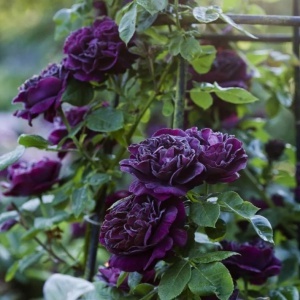 Trandafiri Cățărători Dark-Purple Parfumați - Anul 3 - Ghiveci 2L