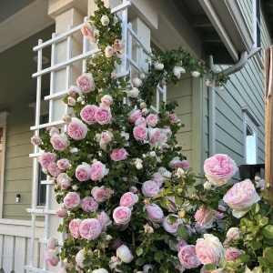 Trandafiri cățǎrători - Meilland Pierre Parfumat - Rădăcină Ambalată