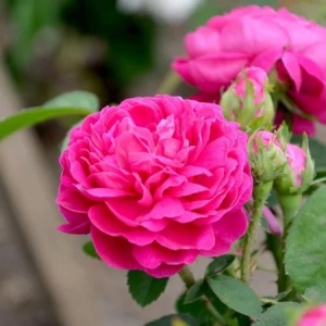 Trandafiri de Dulceata - Rose Rescht - Anul 3 - Radacina Ambalata - Img 2