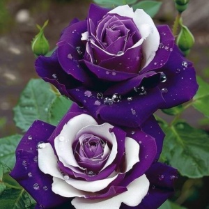 Trandafiri 'Rosa Garden' Hibrizi Amethyst Veil - Rădăcină Ambalată Anul 2