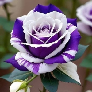 Trandafiri 'Rosa Garden' Hibrizi Moonlight Violet - Anul 3 - Ghiveci 2L
