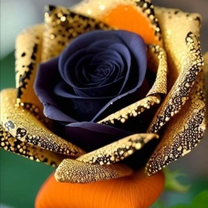 Trandafiri 'Rosa Garden' Hibrizi Sunlit Shadows- Anul 3 - Ghiveci 2L