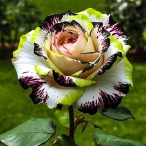 Trandafiri Rosa Spectrum Hibrizi Nature Breathing - Anul 3 - Ghiveci 2L
