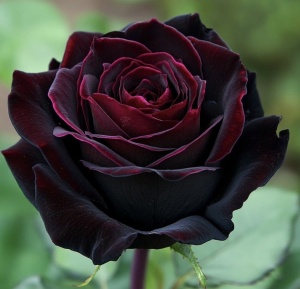 Trandafiri teahibrizi - Black Magic - Anul 3 - Ghiveci 2L