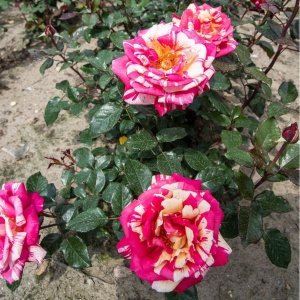 Trandafiri teahibrizi - Broceliande - Ghiveci 2L - Img 3